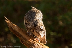 Screech-Owl-13-5204