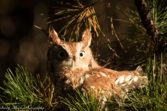 Screech-Owl-9-5172