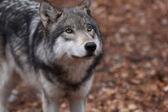Wolf-Pic-5