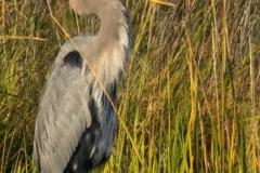 Great-Herron-5-127