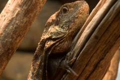 Australian-Frilled-Lizard