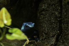 Blue-Poison-Dart-Frog