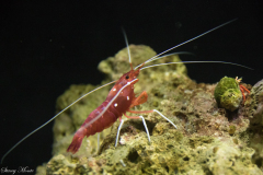 Debelius-Cleaner-Shrimp