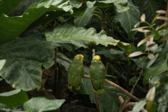 Two-Parrots