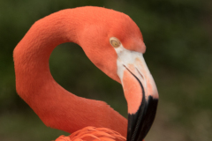 Flamingo-1