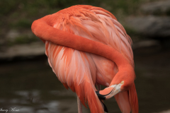 Flamingo-2