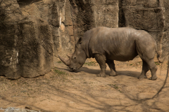 Rhino