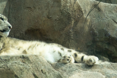 White-Tiger